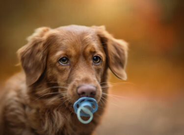 Ganna Nova Scotia Duck tolling Retriever mit im Wald in der Pfalz gefundenen Schnuller. Wenn das mal kein Fellkind ist! Ein Blick und Ausdruck wie nur Hunde ihn haben: voller Liebe für den Hundefotograf im Wald