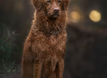Ganna Nova Scotia Duck tolling Retriever - diese wunderschöne Hunderasse hatte ich für ein Fotoshooting im Wald vor meiner Kamera von Nikon. Tierfotografie wie es sich jeder Hundefotograf wünscht bei diesem Licht!