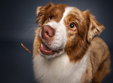 Grace Miniature American Shepherd beim Schnappen und Fangen eines Leckerli von Rinti aus der Luft bei der Internationalen Rassehundeausstellung in der Eberthalle in Ludwigshafen