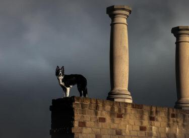 Happy Der talentierteste und schlauste Border Collie, dem ich bisher begegnen bzw. fotografieren durfte. Die Hündin macht ihrem Name alle Ehre - ein majestätisches Bild und Foto voller Anmut, Stolz und Würde bei einem Hunde-Fotoshooting in Rheinland-Pfalz mit Blick über die Weinberge und den Pfälzer Wald