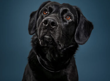 Hugo Schwarzer Mischlingsrüde Hugo mit den tollen Hundeaugen, die nach oben schauen, während er vor einem dunkelblauen Hintergrund sitzt während ich als Hundefotografin in der Nähe mit Blitz tätig war.