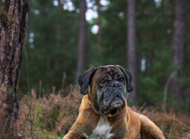 Lenny Der Deutsche Boxer, einer der perfektesten Familienhunde und beliebte Hunderasse in Deutschland. Loyal, treudoof und unfassbar liebevoll. Ein ruhiges Portrait im Wald.