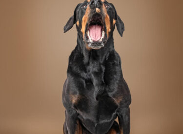 Logan Dobermann-Rottweiler-Mischling aus schlechter Haltung und der Tötung von der Straße im Ausland durch eine Tierschutzorganisation gerettet. Leckerli-Schnapp-Foto im Studio vor einem braunen beige Hintergrund das Leckerli fangen aus der Luft im Sitzen