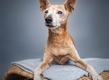 Chaika Grauer und blonder Zwergpinscher im Studio auf einem Hocker mit grauer Decke liegend während eines Fotoshootings mit Hund. Hellblauer Hintergrund betont die Weisheit ihrer Augen im Portrait auf dem Hundebild.