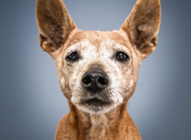 Chaika Seniorin Hundeoma 17 Jahre alt, fast blind und taub und dennoch so interessiert und lebensfroh und glücklich. Durch den Tierschutz ein gutes Zuhause gefunden und durch mich als Hundefotograf portraitiert vor einem hellblauen Hintergrund auf einem Hocker sitzend während sie mich mit ihren trüben Augen durch meine Nikon anschaut. Süßer Zwergpinscher in hell