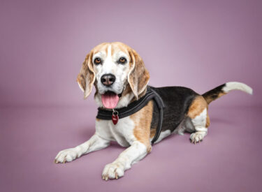 Maja Beagle liegend vor einem rosa Hintergrund in meinem mobilen Fotostudio für Hunde- und Tierfotografie