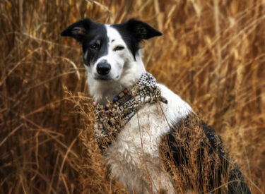 Motzi Border-Collie-Mix sitzend am Ufer eines Fluss. Von warmen Gräsern umgeben mit einem Tuch um den Hals. Outdoor Fotoshooting mit Hund in der Natur ganz in Deiner Nähe in der schönen Pfalz.