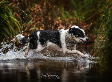 Motzi Border-Collie in Action im Wasser. Die Wassertropfen spitzen und sie rennt durch das Wasser bei einem Fotoshooting mit Hund zwischen Mannheim und Speyer in der Pfalz im Wald an einem milden Tag.