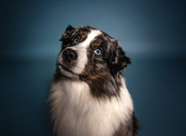 Snoopy Miniature American Shepherd Kopfportrait erfolgreicher Sieger von Hundeausstellungen