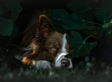 Zoom Portrait zwischen Feigenblätter von der sehr intelligenten Hunderasse der Border Collie. Dieser Blick! Wünsch sich doch jeder Tierfotograf und Hundefotograf!